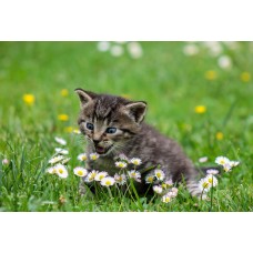 Fotobehang bloemen en kitten
